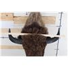 Image 9 : XL BUFFALO or BISON Shoulder Mount