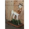 Image 2 : *TEXAS RESIDENTS ONLY* Life-sized DAMA GAZELLE on a Wood Base with Wheels