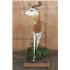 Image 8 : *TEXAS RESIDENTS ONLY* Life-sized DAMA GAZELLE on a Wood Base with Wheels