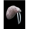 Image 2 : Big Reproduction WALRUS Shoulder Mount with Whiskers