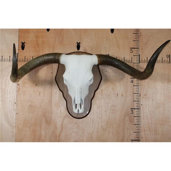 XL TEXAS LONGHORN Skull with the "Texas Twist" on a Wood Plaque