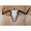 Image 1 : XL TEXAS LONGHORN Skull with the "Texas Twist" on a Wood Plaque