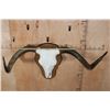 Image 2 : XL TEXAS LONGHORN Skull with the "Texas Twist" on a Wood Plaque