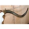 Image 9 : XL TEXAS LONGHORN Skull with the "Texas Twist" on a Wood Plaque