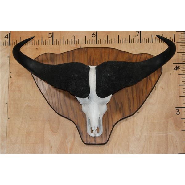 XL CAPE BUFFALO Skull Mounted on a Wooden Plaque
