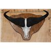 Image 1 : XL CAPE BUFFALO Skull Mounted on a Wooden Plaque