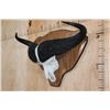 Image 2 : XL CAPE BUFFALO Skull Mounted on a Wooden Plaque