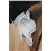 Image 8 : XL CAPE BUFFALO Skull Mounted on a Wooden Plaque