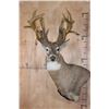 Image 1 : XXL 20-Point WHITETAIL DEER Pedestal Mount with a Heavy Reproduction Rack