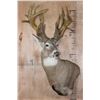 Image 2 : XXL 20-Point WHITETAIL DEER Pedestal Mount with a Heavy Reproduction Rack