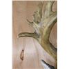Image 8 : XXL 20-Point WHITETAIL DEER Pedestal Mount with a Heavy Reproduction Rack