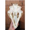 Image 8 : Massive 20 3/8 Scored BLACK BEAR Skull with Intact Nasal Turbinates