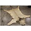 Image 2 : *TEXAS RESIDENTS ONLY* AFRICAN LION Rug with its Mounted Head