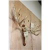Image 10 : XXL MOOSE Skull or Euro Mount on a Wood Plaque