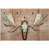 Image 1 : XXL MOOSE Skull or Euro Mount on a Wood Plaque