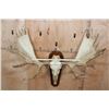Image 2 : XXL MOOSE Skull or Euro Mount on a Wood Plaque