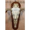 Image 5 : XXL MOOSE Skull or Euro Mount on a Wood Plaque