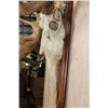 Image 6 : XXL MOOSE Skull or Euro Mount on a Wood Plaque