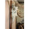 Image 7 : XXL MOOSE Skull or Euro Mount on a Wood Plaque