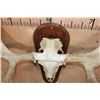Image 8 : XXL MOOSE Skull or Euro Mount on a Wood Plaque