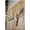 Image 9 : XXL MOOSE Skull or Euro Mount on a Wood Plaque