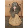 Image 2 : BABOON Table Pedestal