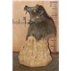Image 8 : BABOON Table Pedestal