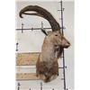 Image 2 : PERSIAN IBEX Shoulder Mount