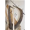 Image 8 : PERSIAN IBEX Shoulder Mount