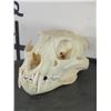 Image 1 : *TEXAS RESIDENTS ONLY* LEOPARD Skull with All its Teeth