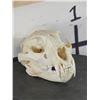 Image 2 : *TEXAS RESIDENTS ONLY* LEOPARD Skull with All its Teeth
