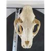 Image 8 : *TEXAS RESIDENTS ONLY* LEOPARD Skull with All its Teeth