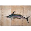 Image 1 : Huge *Very Rarely Seen* ATLANTIC SWORDFISH Mount