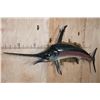 Image 2 : Huge *Very Rarely Seen* ATLANTIC SWORDFISH Mount