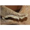 Image 10 : Big MOOSE Shoulder Mount with 23-Points