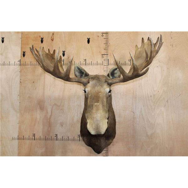 Big MOOSE Shoulder Mount with 23-Points