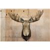 Image 1 : Big MOOSE Shoulder Mount with 23-Points