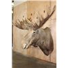 Image 2 : Big MOOSE Shoulder Mount with 23-Points