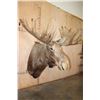 Image 3 : Big MOOSE Shoulder Mount with 23-Points