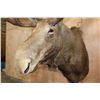 Image 7 : Big MOOSE Shoulder Mount with 23-Points