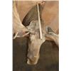 Image 8 : Big MOOSE Shoulder Mount with 23-Points