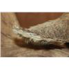 Image 9 : Big MOOSE Shoulder Mount with 23-Points