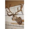 Image 2 : Massive 20-Point RED STAG Shoulder Mount