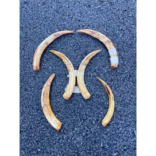 (6) WARTHOG Lower Tusks (ONE$)