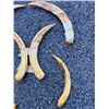 Image 2 : (6) WARTHOG Lower Tusks (ONE$)