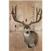 Image 1 : XL 12-Point MULE DEER Wall Pedestal