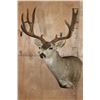 Image 2 : XL 12-Point MULE DEER Wall Pedestal
