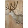 Image 3 : XL 12-Point MULE DEER Wall Pedestal