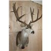Image 4 : XL 12-Point MULE DEER Wall Pedestal