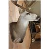 Image 5 : XL 12-Point MULE DEER Wall Pedestal